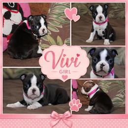 Vivi - Black brindle and white female Boston Terrier puppy in Brooksville, Florida from I Love Pups