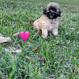 Pink heart - Black and tan female Schnoodle puppy in Bay City, Texas from Billy Cunningham