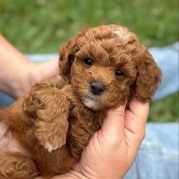 Baron - Red  male Goldendoodle puppy in Wharton, Texas from Little Fur Friends