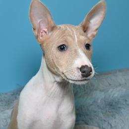 Chanel......Cream - Cream and white female Basenji puppy in Eugene, Oregon from Basenji Puppies