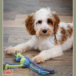 Jasmine - Red and white female Cockapoo puppy in Connersville, Indiana from Deaz Doodle Ranch