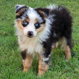 Blueberry - Blue merle male Miniature Australian Shepherd puppy in Owensboro, Kentucky from JnT's Bluegrass Mini Aussies