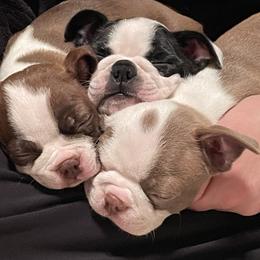 Boston Terrier Puppies from Boston Kup Breeders