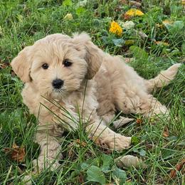 Blossom - Apricot female Goldendoodle puppy in Crawfordsville, Indiana from Winding Creek Ranch Doodles