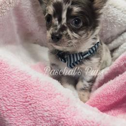 Turkey - Merle male Chihuahua puppy in Bowdon, Georgia from Paschal's Pups