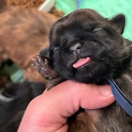 Sheldon - Black and tan male Shih Tzu puppy in Bloomfield, Indiana from Meihem Pups