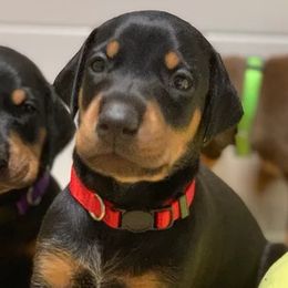 Doberman Pinschers and Great Danes from Whiskey Mac Dobermans