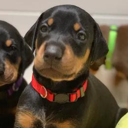 Doberman Pinschers and Great Danes from Whiskey Mac Dobermans