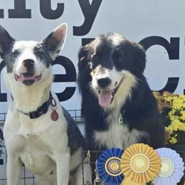 Toka - Border Collie