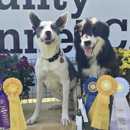 Toka - Border Collie