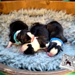 Boston Terrier Puppies from Diamonds In The Ruff Boston Terriers