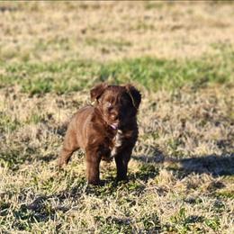 Purple Girl - White and red female Border Collie puppy in Shelbyville, Tennessee from C Horns Ranch Border Collies