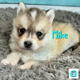 Mike - Silver male Pomsky puppy in Krum, Texas from Paw-Some Pomskies
