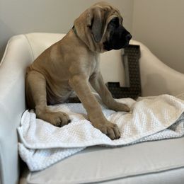 Mastiff Puppies from MLJ Mastiffs Florida