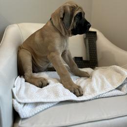 Mastiff Puppies from MLJ Mastiffs Florida