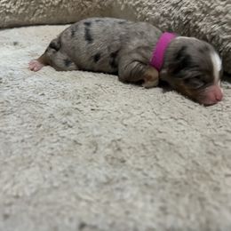 Everest - Blue merle female Miniature American Shepherd puppy in Terryville, Connecticut from Spirited Aussies