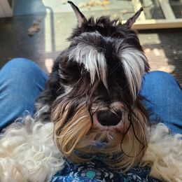 Miniature Schnauzer Puppies from Starbound Miniture Schnauzer's