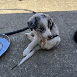 Border Collie Puppies from Roaring River Border Collies