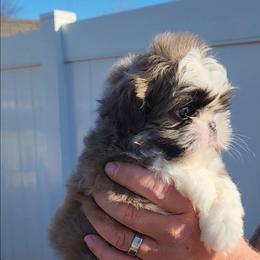 Bear - Blue male Shih Tzu puppy in Jenks, Oklahoma from Northstar Shih Tzu