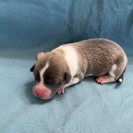 Male 2 Bluie with crooked blaze - Blue male Pembroke Welsh Corgi puppy in Moundville, Alabama from Cartee Corgis - Debi Cartee Mills