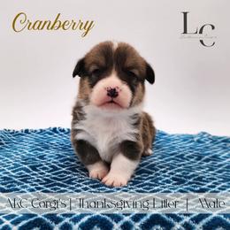 Cranberry - Red male Pembroke Welsh Corgi puppy in Pine Village, Indiana from NL Horsemanship