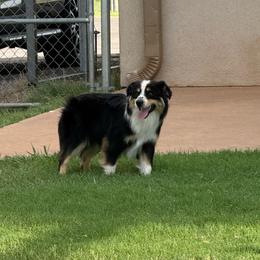 Doc - Black tri male Miniature American Shepherd puppy in Cache, Oklahoma from Southern Charm Mini Aussies