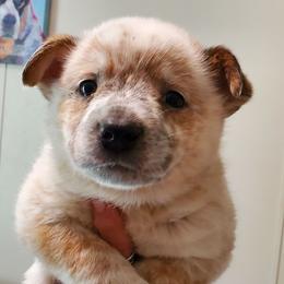 Red ear mottled - Red mottled male Australian Cattle Dog puppy in Lenoir, North Carolina from Blue Coyote Ranch