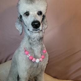 Lucy - Silver female Poodle puppy in Athens, Texas from Pruitt Family Kennels