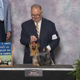 Yorkshire Terriers from Teenie Sweeties Yorkies
