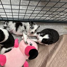 Border Collie Puppies from Roaring River Border Collies