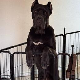 Roman (Ex: Adam Smasher) - Black male Cane Corso puppy in Houston, Texas from Zenith Cane Corso