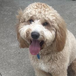 Bernedoodles, Cavapoos, and Goldendoodles from Iowa Heartland Doodles