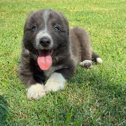Duane - Blue male Border Collie puppy in Chattanooga, Tennessee from Ross Vegas Kennels