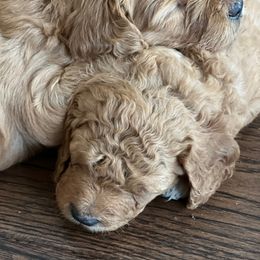 Goldendoodle Puppies from Doodle Devotion