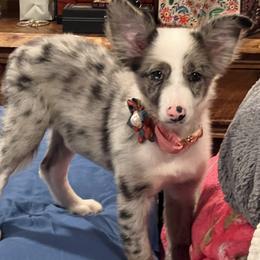 Border Collie Puppies from Nine Peaks Border Collies