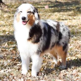 Bubbles - Australian Shepherd
