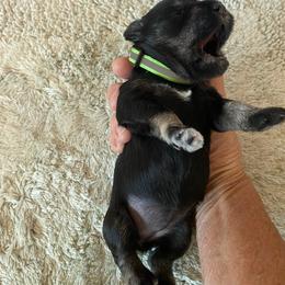 Luna - Black and silver female Miniature Schnauzer puppy in Springfield, Ohio from Cindy’s Mini Schnauzers