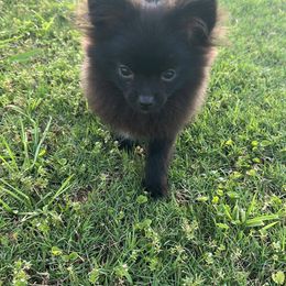 Pomeranian Puppies from A Sample Of Gods Love Kennels