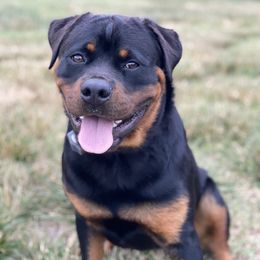 Border Collie and Rottweiler All Grown Up from KJB Kennels