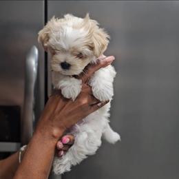 Snow - White male Maltese puppy in North Chesterfield, Virginia from Maltese Love