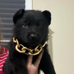 Rexa - Black female German Shepherd puppy in Crossville, Tennessee from Raising the Bar German Shepherds