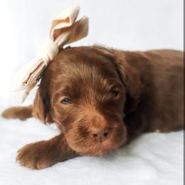 Haven - Chocolate female Goldendoodle puppy in Holly Springs, Georgia from Libby Lou’s Goldendoodles