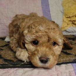 Taylor - female Cockapoo puppy in Missouri from KDK Missouri Miniature Poodles