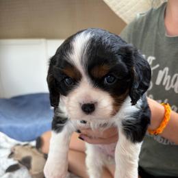 Blue - Tri-color female Cavalier King Charles Spaniel puppy in Mount Dora, Florida from Carroll’s Cavaliers