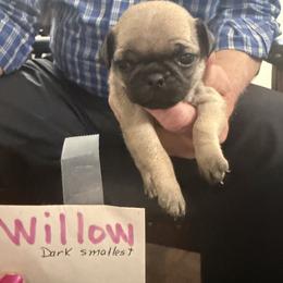 Willow - Fawn female Pug puppy in Lexington, Alabama from Cook Grandy