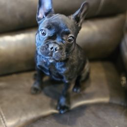 French Bulldog Puppies from A&D Frenchies