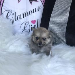 Merle boy - Brindle male Pomeranian puppy in Taylor, Texas from Regal Poms