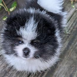 Buster - Black parti male Pomeranian puppy in Syracuse, New York from Precious Fancy Feet Pomeranians