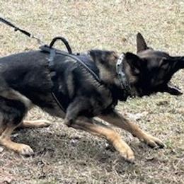 German Shepherd puppies from Von Fousthaus GSDogs