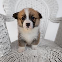 Maple - Sable female Pembroke Welsh Corgi puppy in Adairsville, Georgia from Ingram's Corgis